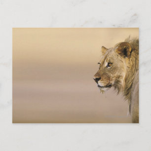 Kgalagadi Transfrontier Park, Northern Cape Postcard