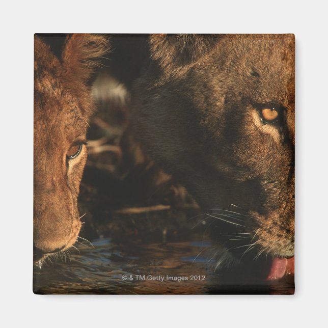 Khwai River, Moremi Wildlife Reserve, Botswana Magnet (Front)