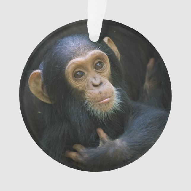 Kibale Chimpanzee Holiday Ornament (Front)