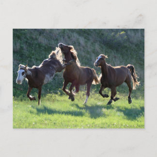 Kicking horse postcard