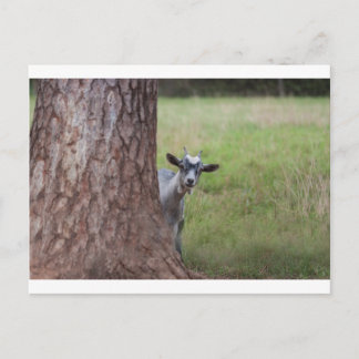 Kid (goat) Peeking From Behind a Tree Postcard