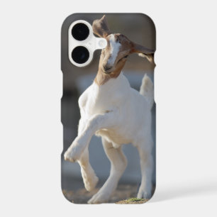 Kid Goat Playing