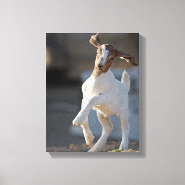 Kid Goat Playing Canvas Print (Front)