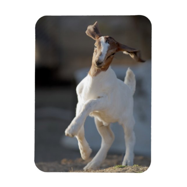 Kid Goat Playing Magnet (Vertical)