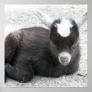 Kid Goat Poster