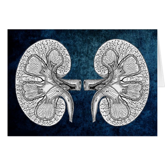 KIDNEY 2 DRAWING (Front Horizontal)