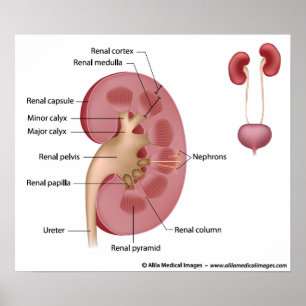 Kidney anatomy, labelled diagram. poster