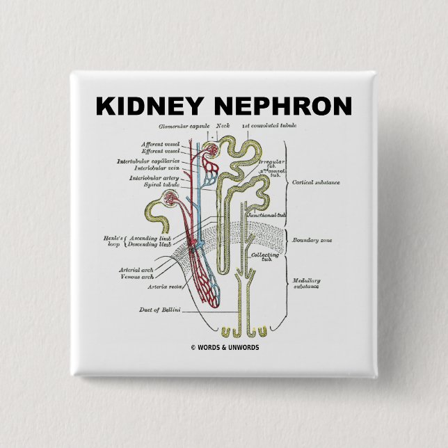 Kidney Nephron 15 Cm Square Badge (Front)