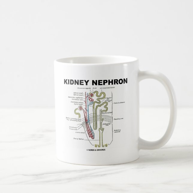 Kidney Nephron Coffee Mug (Right)