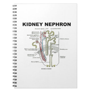Kidney Nephron (Gray's Anatomy Textbook) Notebook