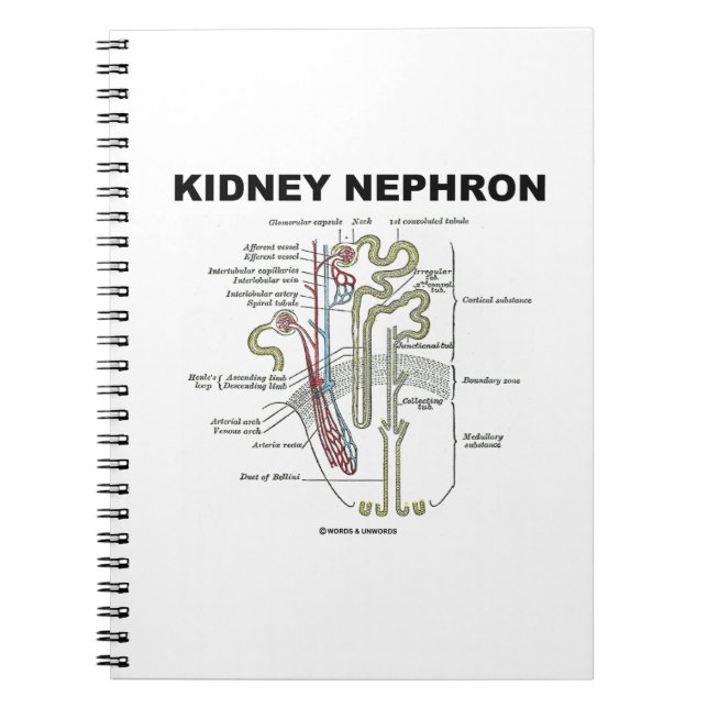 Kidney Nephron (Gray's Anatomy Textbook) Notebook (Front)