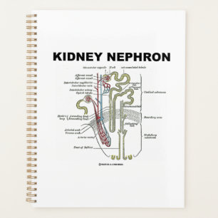 Kidney Nephron Gray's Anatomy Textbook Planner