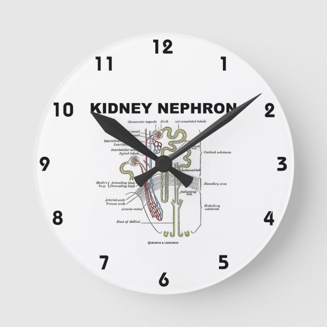 Kidney Nephron (Grey's Anatomy Textbook) Round Clock (Front)