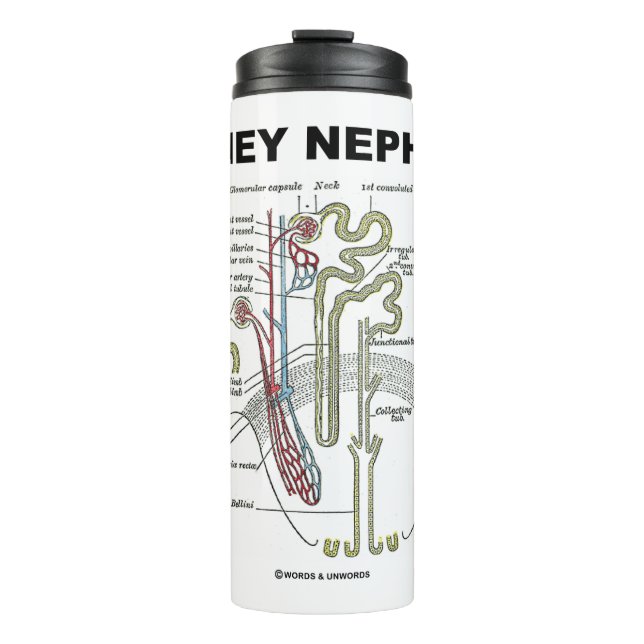 Kidney Nephron Grey's Anatomy Textbook  Thermal Tumbler (Front)