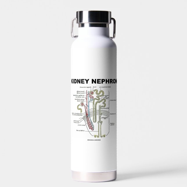 Kidney Nephron Grey's Anatomy Textbook  Water Bottle (Front)