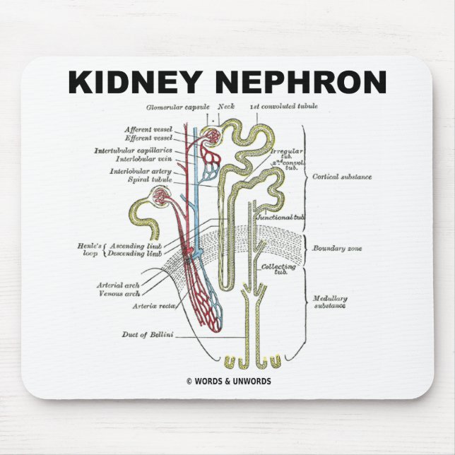 Kidney Nephron Mouse Mat (Front)