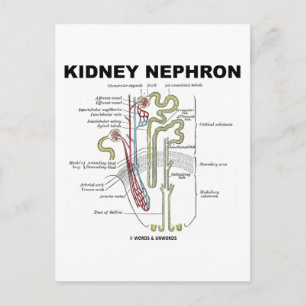 Kidney Nephron Postcard