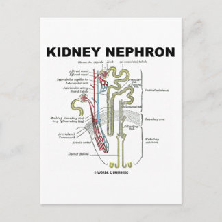 Kidney Nephron Postcard