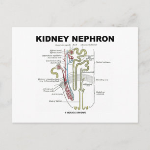 Kidney Nephron Postcard