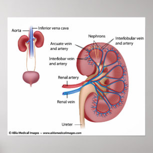 Kidney structure with blood supply, labeled poster