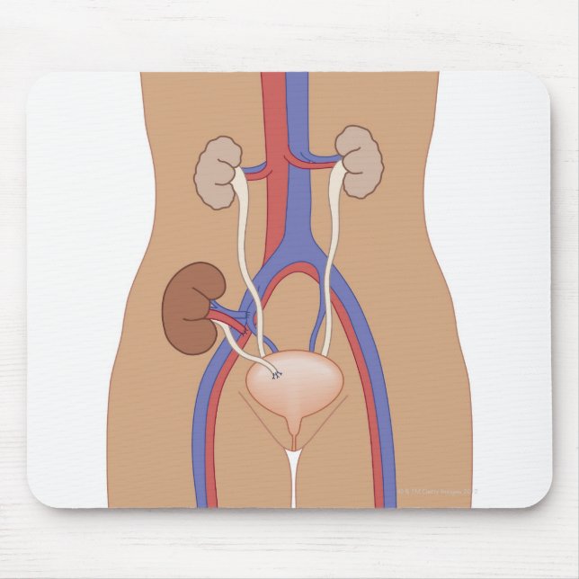 Kidney Transplant Mouse Mat (Front)