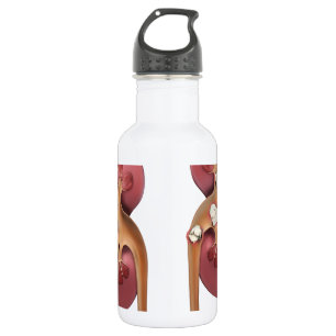 kidneys 532 ml water bottle
