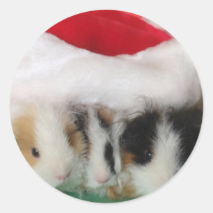 Kids Christmas Guinea Pigs Stickers