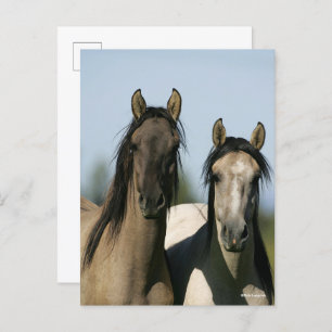 Kiger Mustang Horses Standing Headshots Postcard