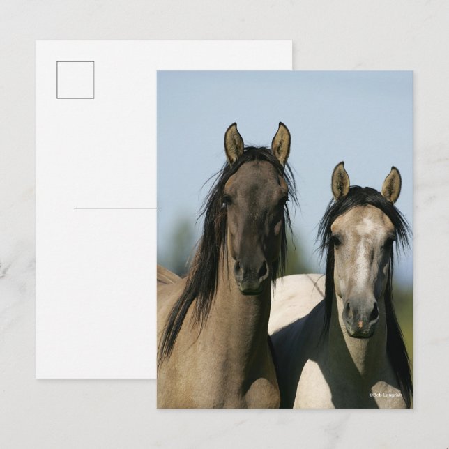 Kiger Mustang Horses Standing Headshots Postcard (Front/Back)
