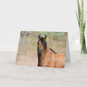 Kiger Stallion Greeting Card