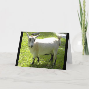 Kiki the Pygmy Goat greeting card