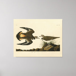 Kildeer Plover (Killdeer) Audubon Birds of America Canvas Print