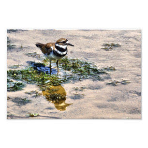 Kildeer Reflected in Water Photo Print