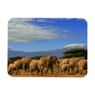 Kilimanjaro And Elephants Magnet
