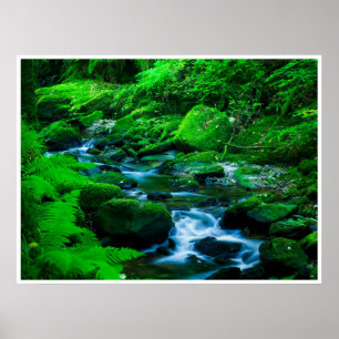 Killarney National Park Wall Art   Mossy Stream