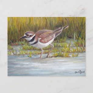 Killdeer at Hostetter Farm Bird Art Postcard
