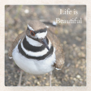 Killdeer Bird (photo by me) Glass Coaster