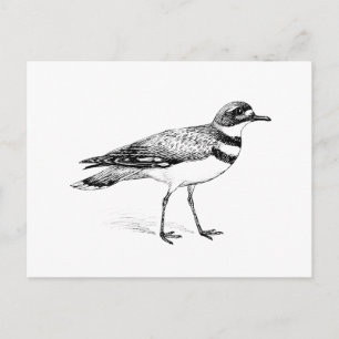 Killdeer Bird Sketch Postcard