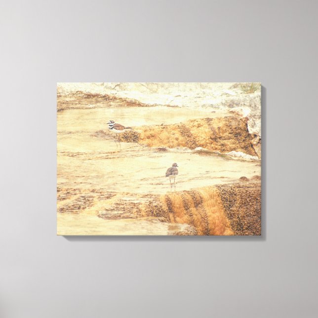 Killdeer Canvas Print (Front)