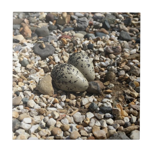 Killdeer Eggs In Gravel Tile (Front)