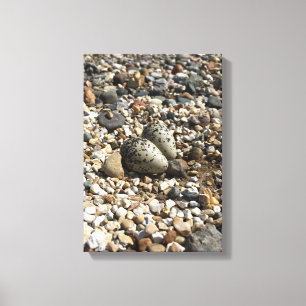 Killdeer Eggs on canvas Print