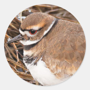 Killdeer in the Freezing Mudflats Classic Round Sticker