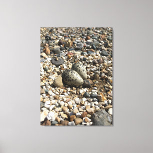 Killdeer Nest & Eggs Photo on Canvas Print