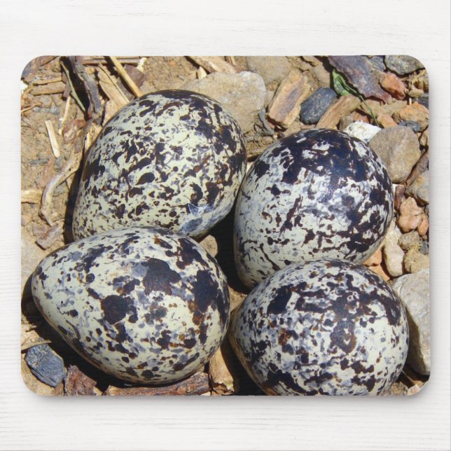 KillDeer Nest With Eggs Mouse Mat (Front)
