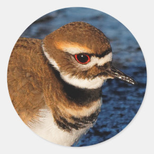 Killdeer on the Icy Mudflats Classic Round Sticker