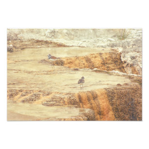 Killdeer Photo Print