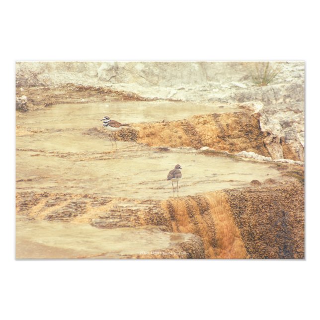 Killdeer Photo Print (Front)