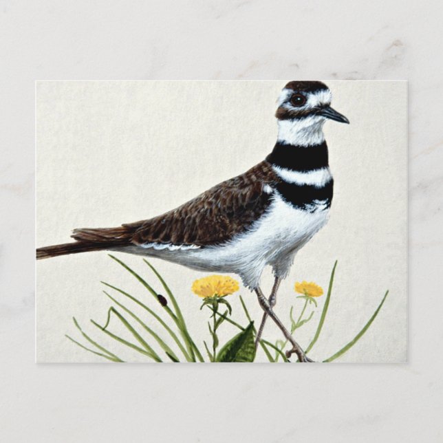 Killdeer Postcard (Front)