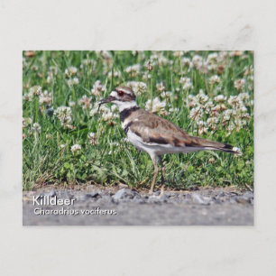 Killdeer Postcard