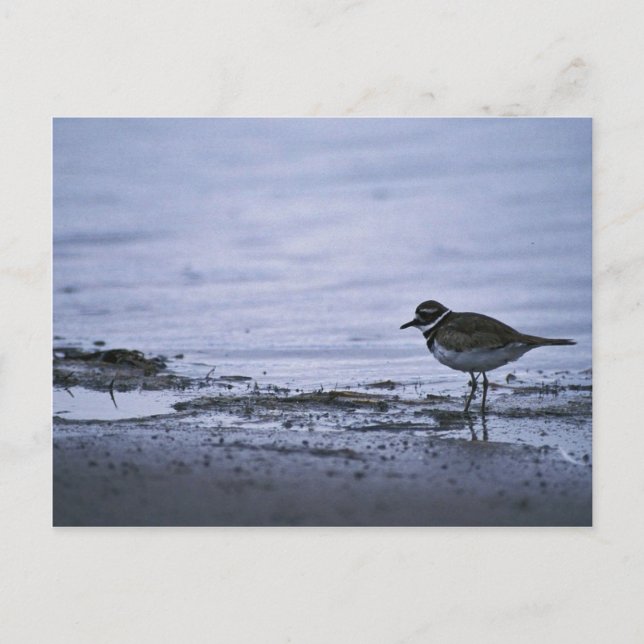 Killdeer Postcard (Front)